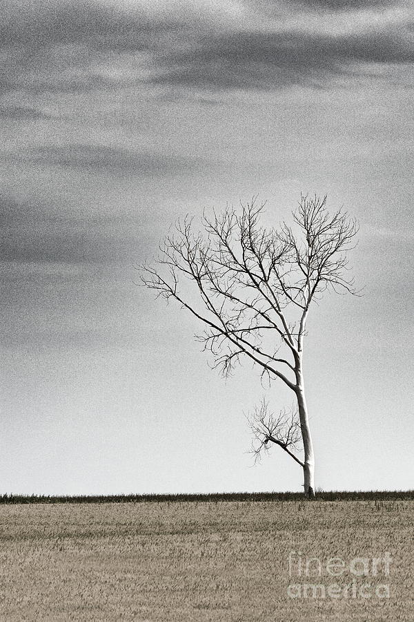 Desolate Tree 0670 Photograph by Ken DePue