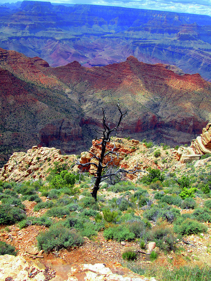Desolate Tree at the Grand Canyon Photograph by Ilia -