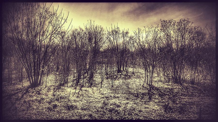 Tree Photograph - Desolation  by Charles Caudillo