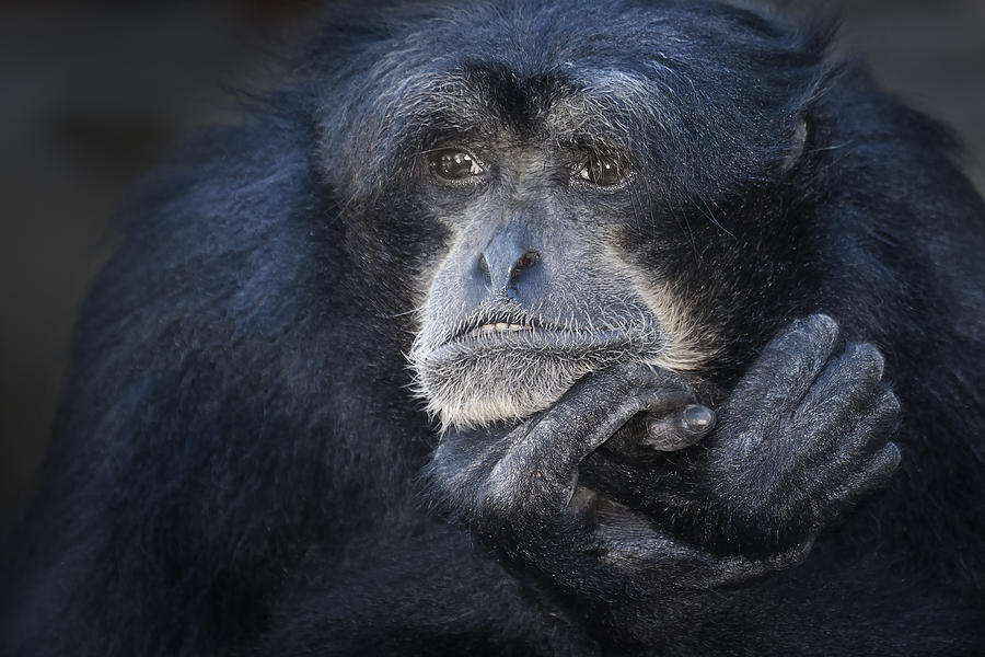 Monkey Photograph - Despair by Ken Barrett