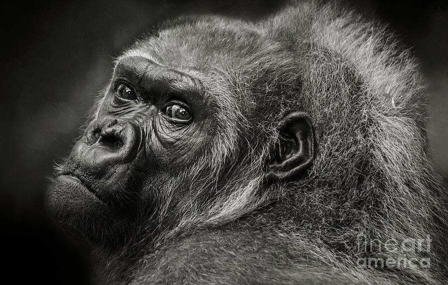 Monkey Photograph - Desperation by Eva Lechner