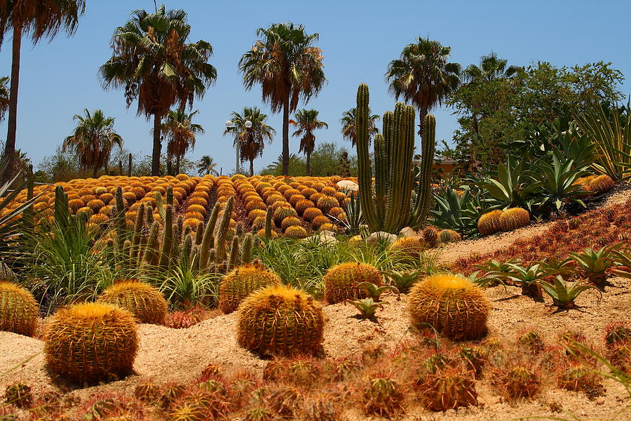 Desrt Garden in San Jose del Cabo Photograph by Robert McKinstry