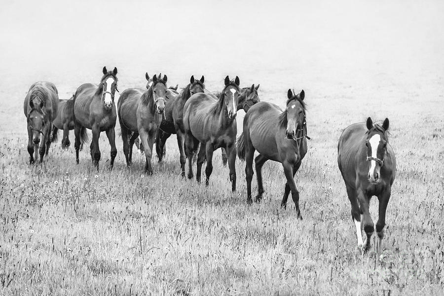 Horse Photograph - Destiny Of Freedom by Evelina Kremsdorf