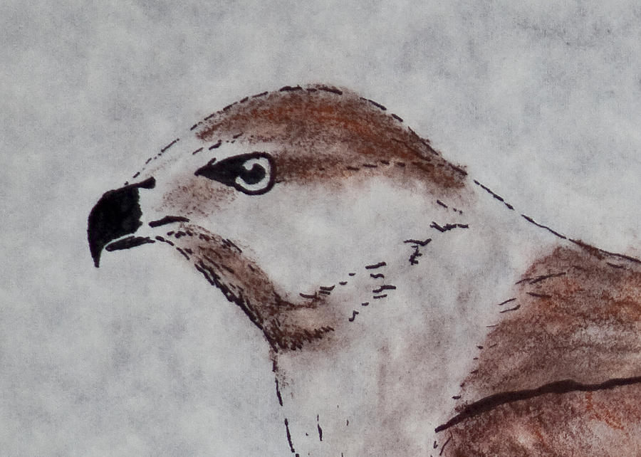 Hawk Drawing - Detail from hawk by Paul Illian