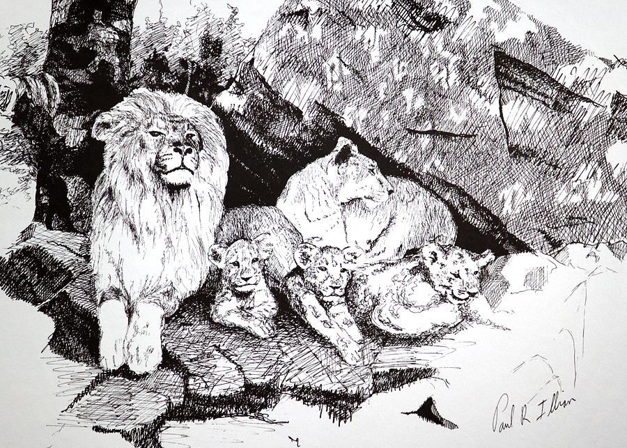 Lion Drawing - Detail from Lion Pride by Paul Illian