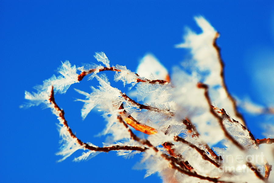 Detail Image Of Frozen Branch. Photograph