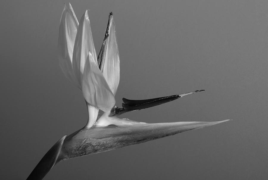 Detail of a Crane Flower Photograph by Terence Davis