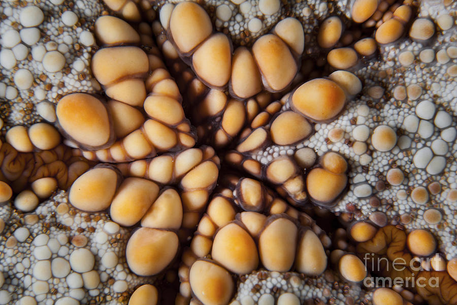 Fish Photograph - Detail Of A Pin Cushion Starfish by Ethan Daniels