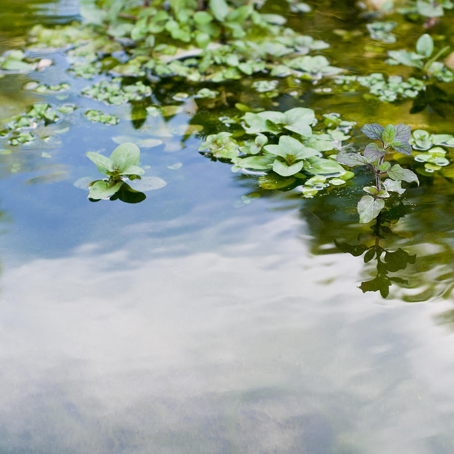 Detail of a water surrounded by greenery Photograph by Eugenio Marongiu ...