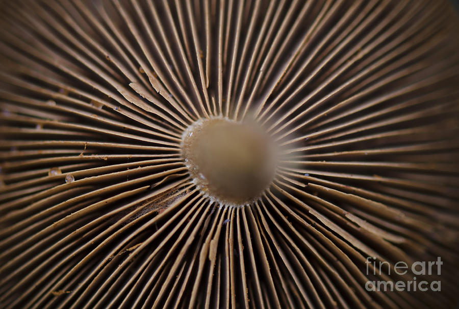 Detail of a wild mushroom Photograph by Perry Van Munster