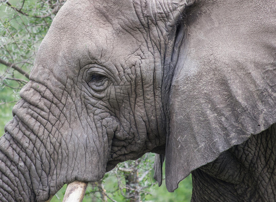 Detail of an African Elephants Face Photograph by Brenda Smith DVM