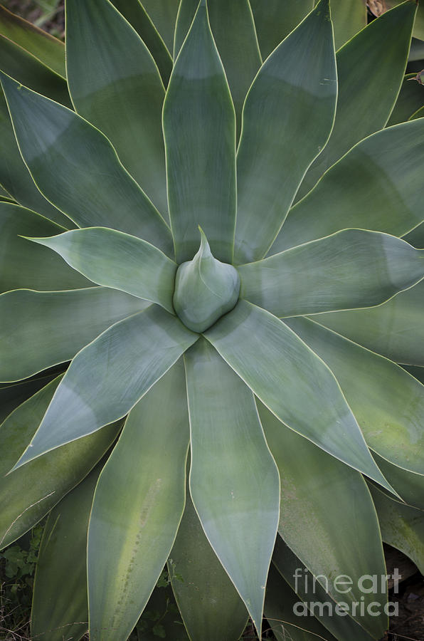 Detail of an Agave attenuata Photograph by Perry Van Munster