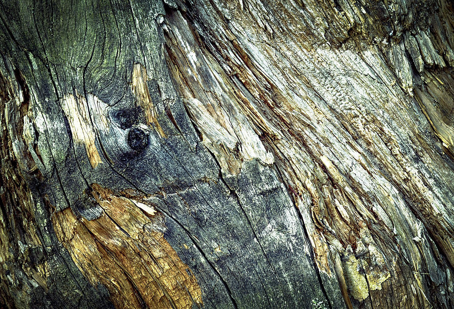 Detail Of An Old Moldy Tree Stump Photograph by Jozef Jankola | Fine ...