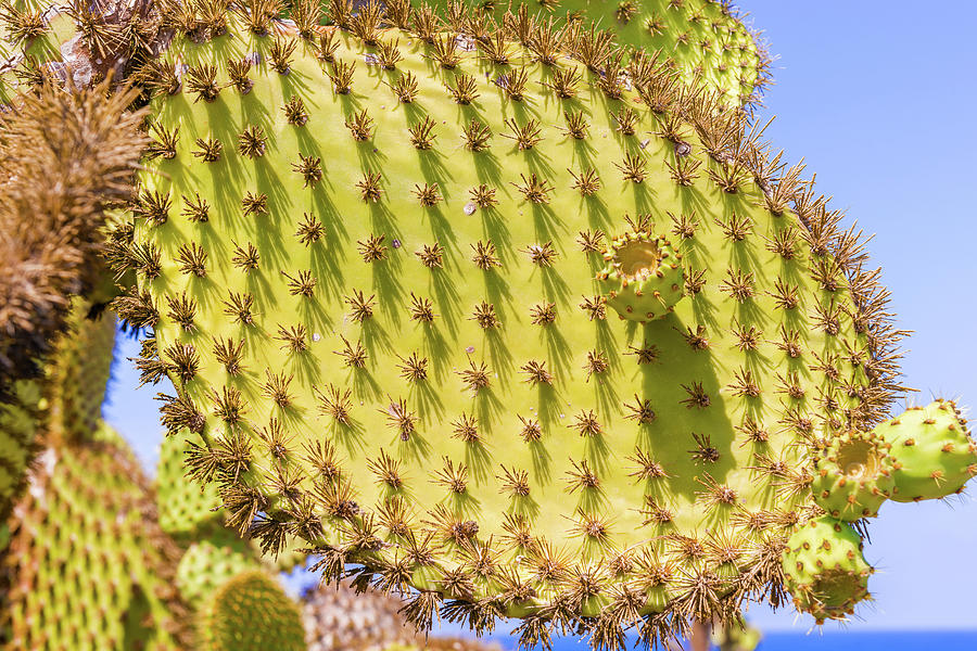 Detail of cactus in Galapagos Photograph by Marek Poplawski