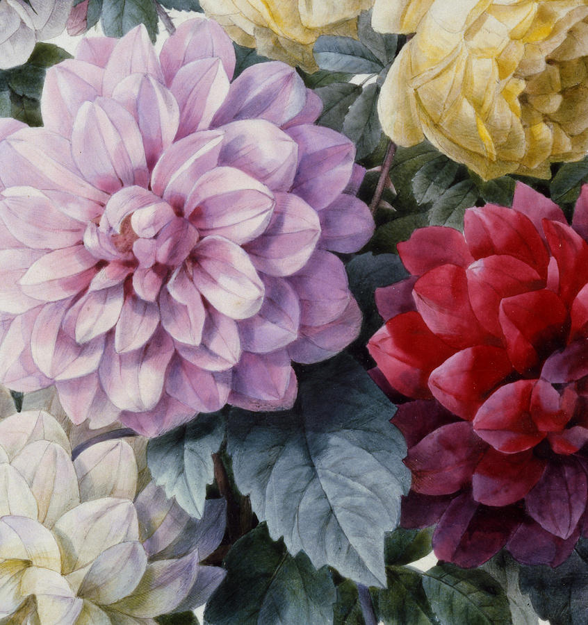 Still Life Painting - Detail of Dahlias and Roses by Camille de Chantereine