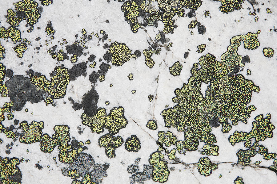 Algae Photograph - Detail Of Lichen On A White Rock Lake by Michael Interisano
