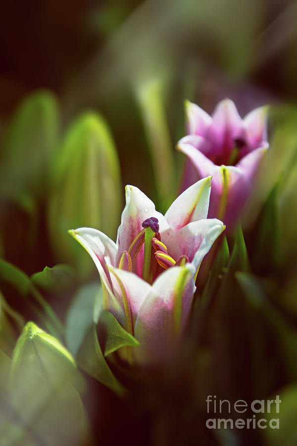 Detail of pink and white oriental lilies in sunlight. Photograph by Jane Rix