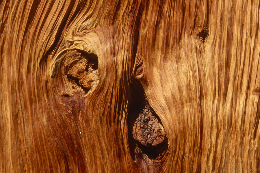 Detail Of Red Fir Photograph by Soli Deo Gloria Wilderness And Wildlife ...