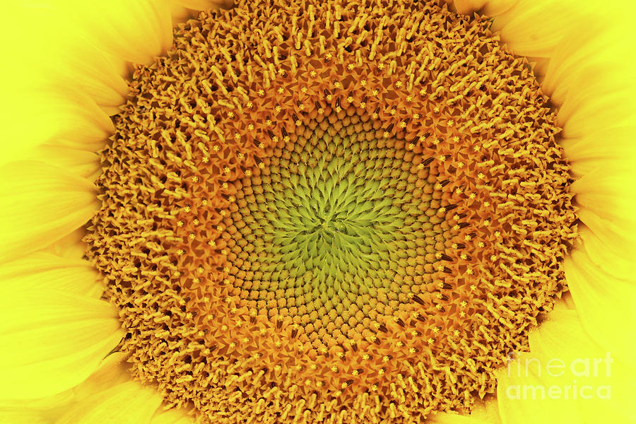 Detail of the bloom of sunflower Photograph by Michal Boubin