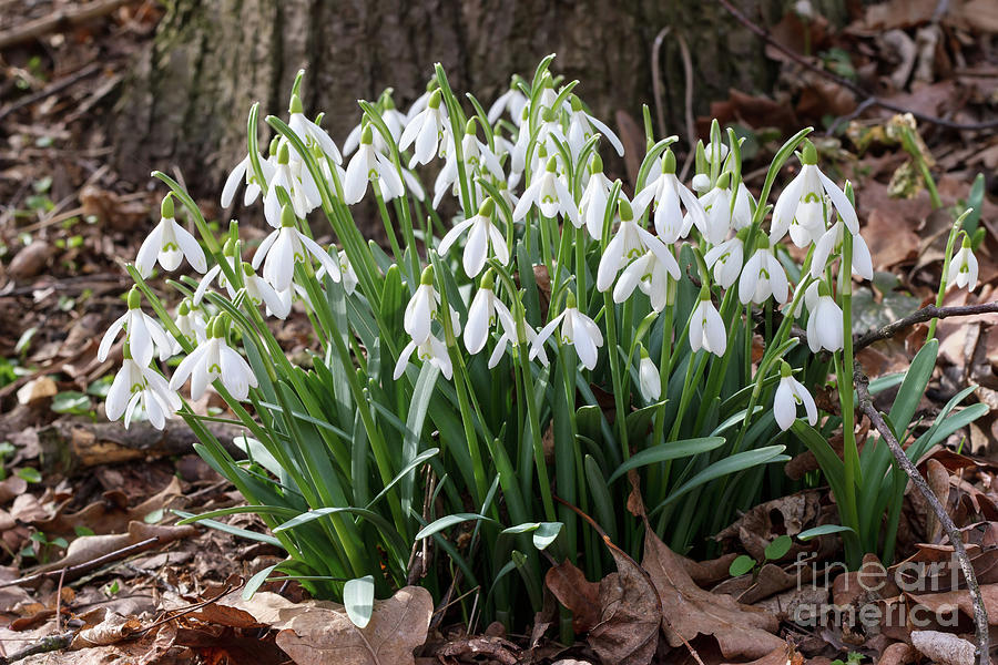Spring Photograph - Detail of the bunch of snowdrops by Michal Boubin
