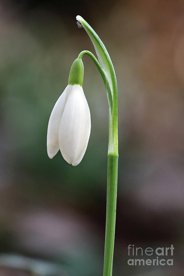 Detail of the snowdrop Photograph by Michal Boubin