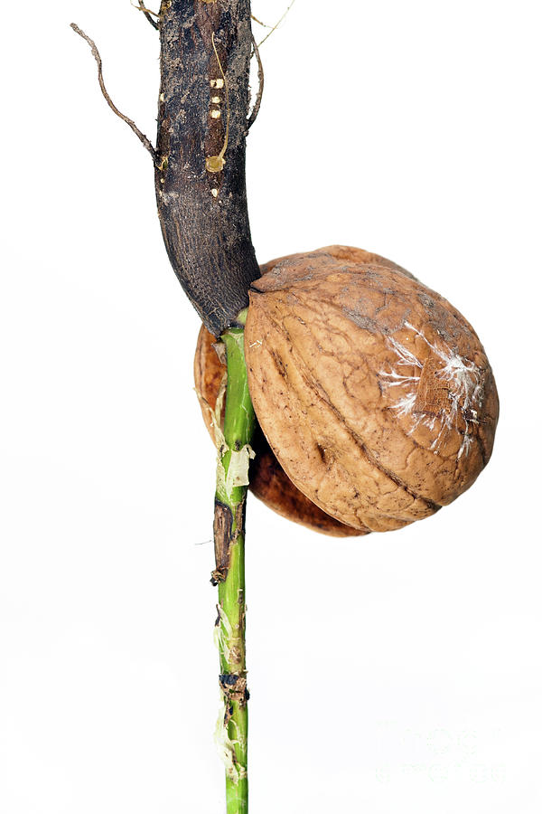 Detail of the sprouting nut Photograph by Michal Boubin