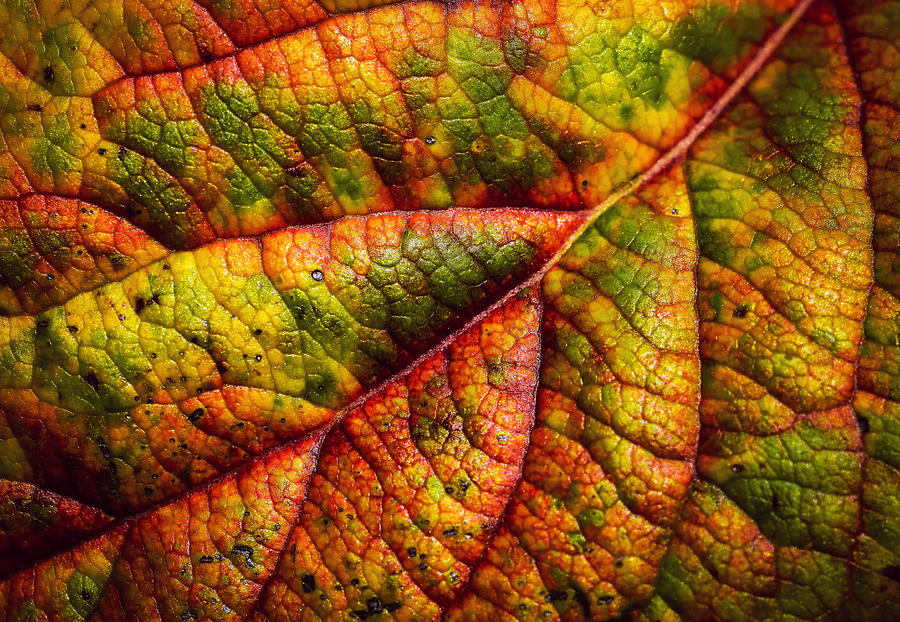 Detail The Colorful Autumn Apple Leaf Photograph by Jozef Jankola ...