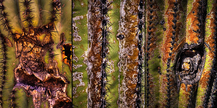 Detail Three Saguaros Photograph by Roger Passman