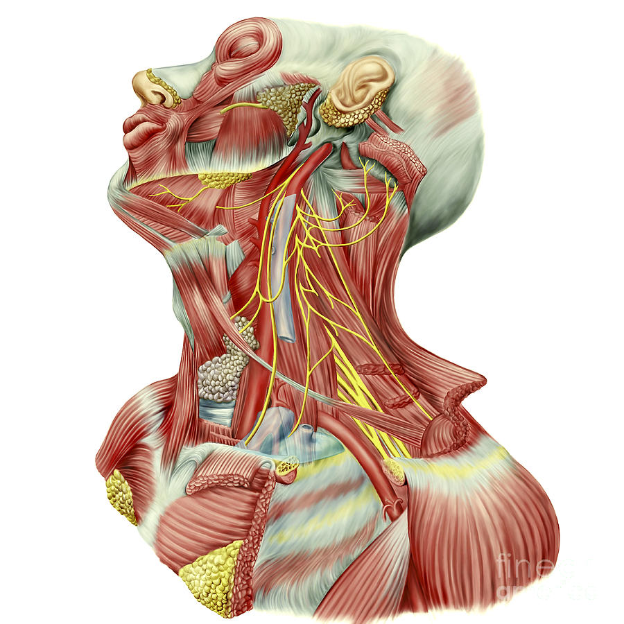 Healthcare Digital Art - Detailed Dissection View Of Human Neck by Stocktrek Images