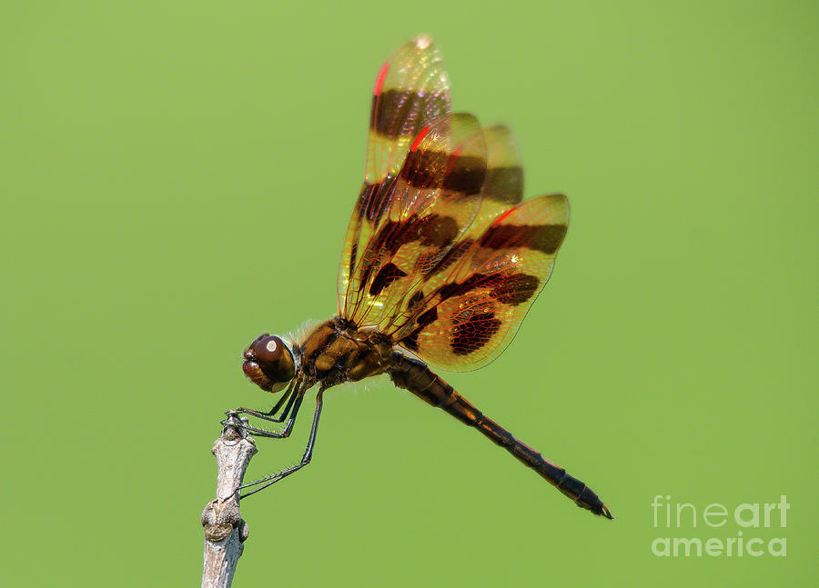Detailed Dragonfly Photograph by Cheryl Baxter