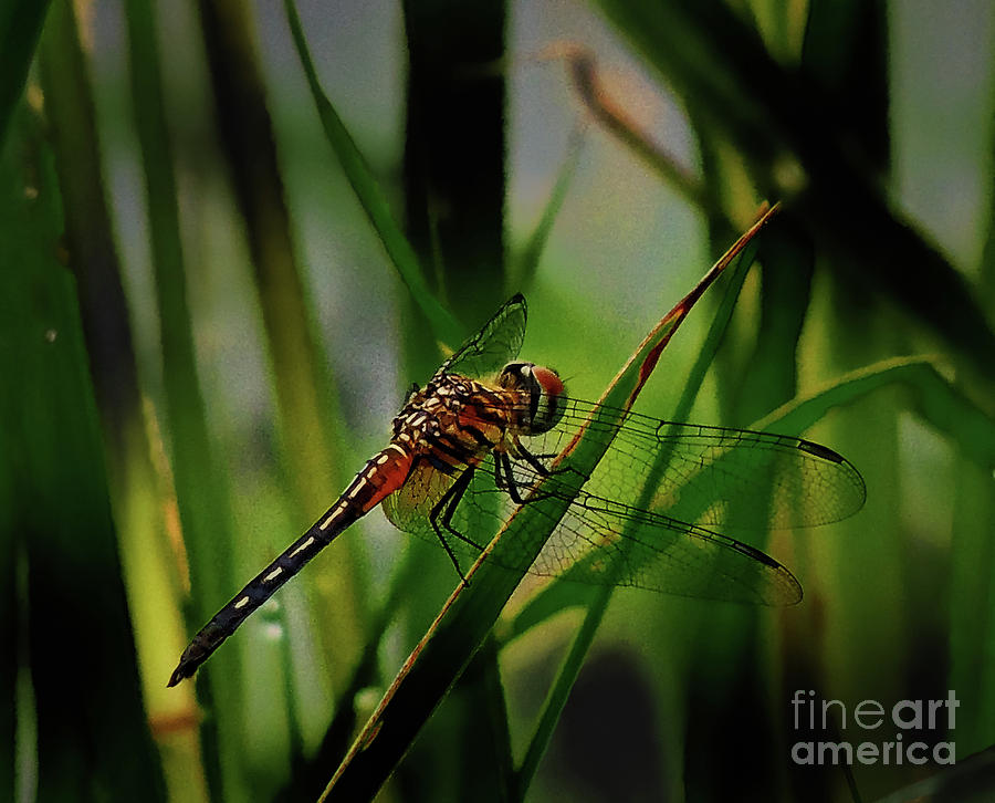 Detailed Dragonfly Photograph by JB Thomas