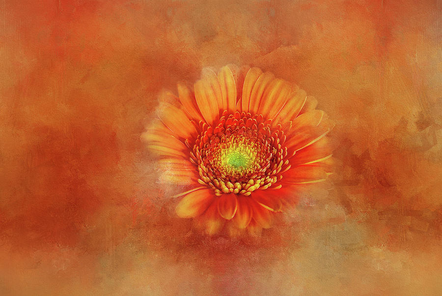 Detailed Gerbera in Orange Digital Art by Terry Davis