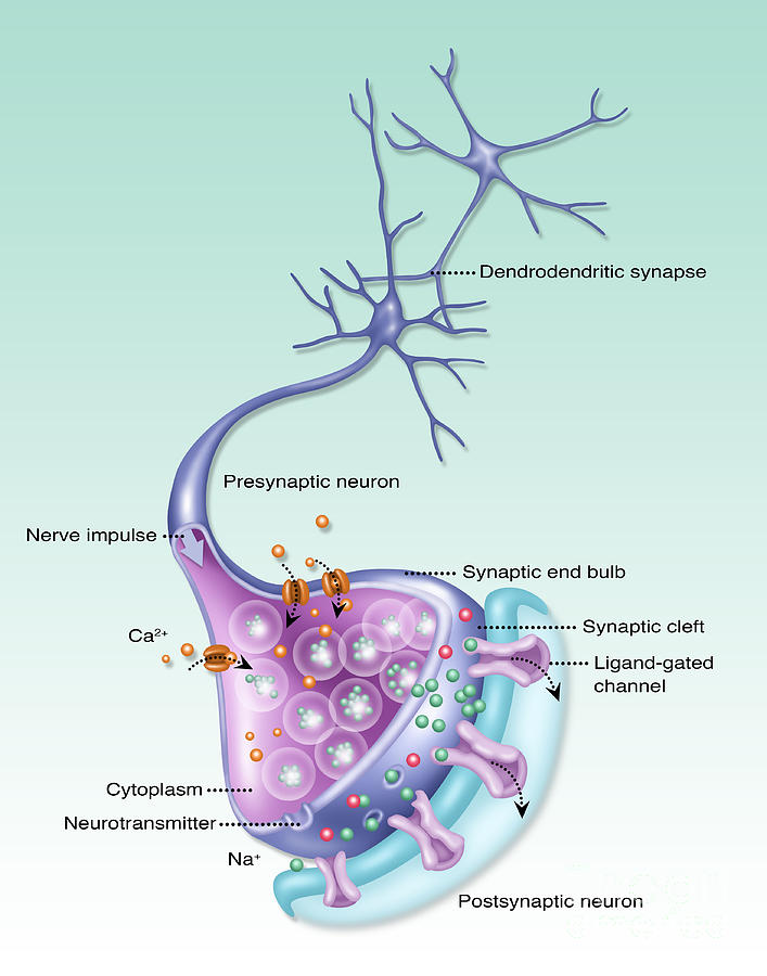 Detailed Neuron, Illustration Photograph by Gwen Shockey