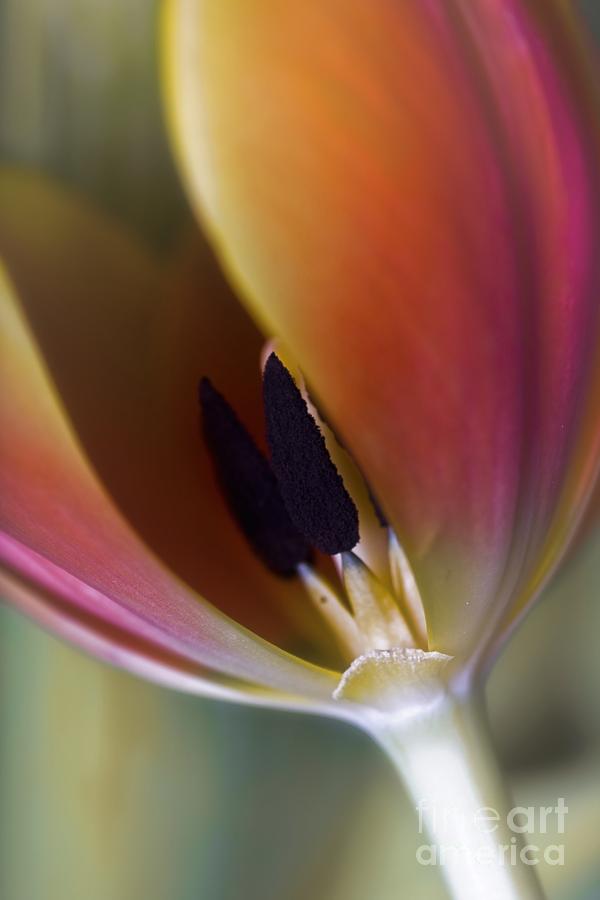 Tulip Photograph - Details by Dania Reichmuth Photography