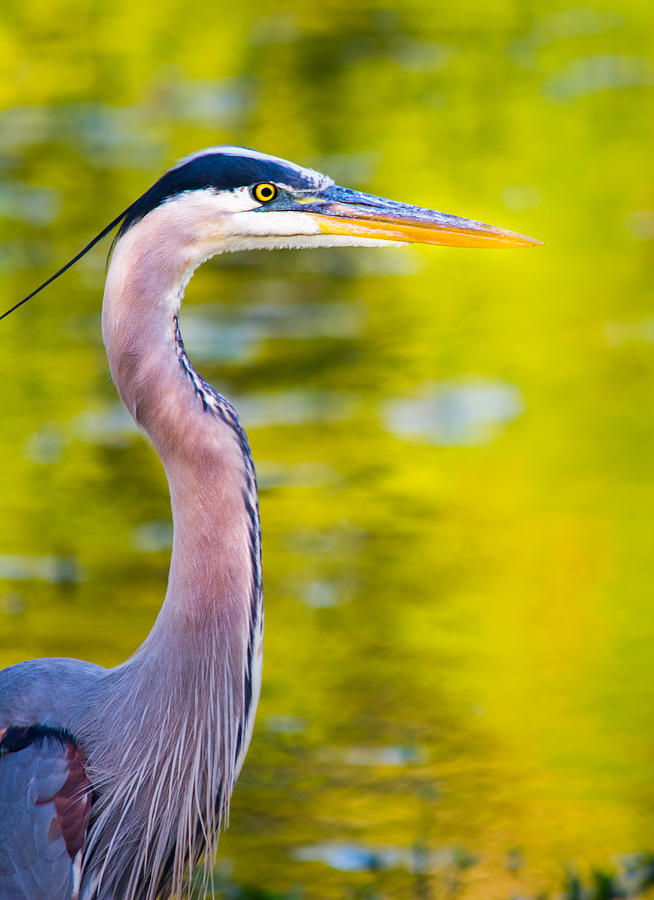 Fall Photograph - Details of a Great Blue Heron  by Parker Cunningham