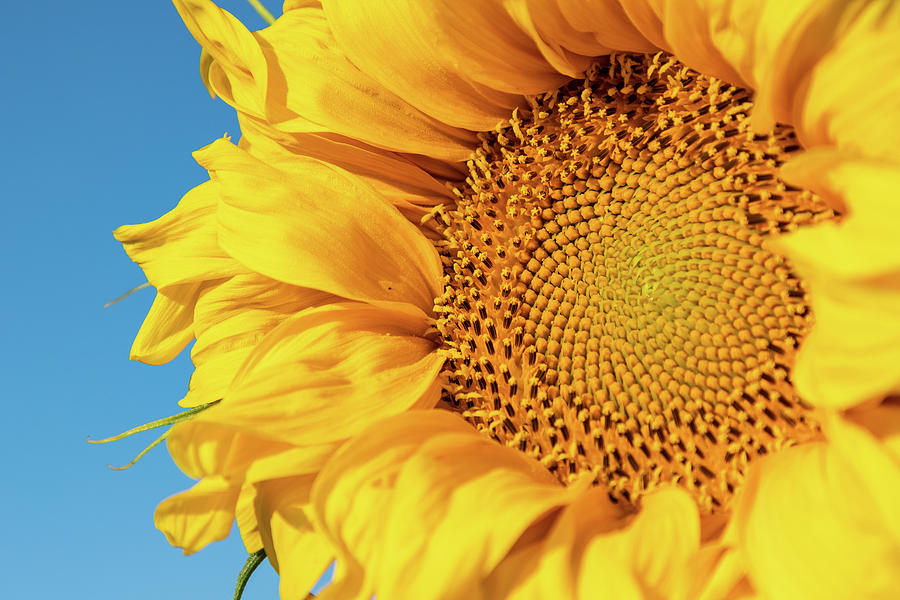 Details of a Sunflower Photograph by Tony Hake