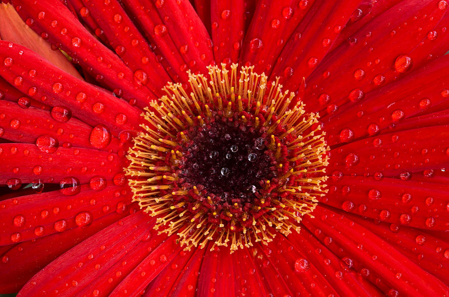 Details Of O Red Dahlia Flower Photograph