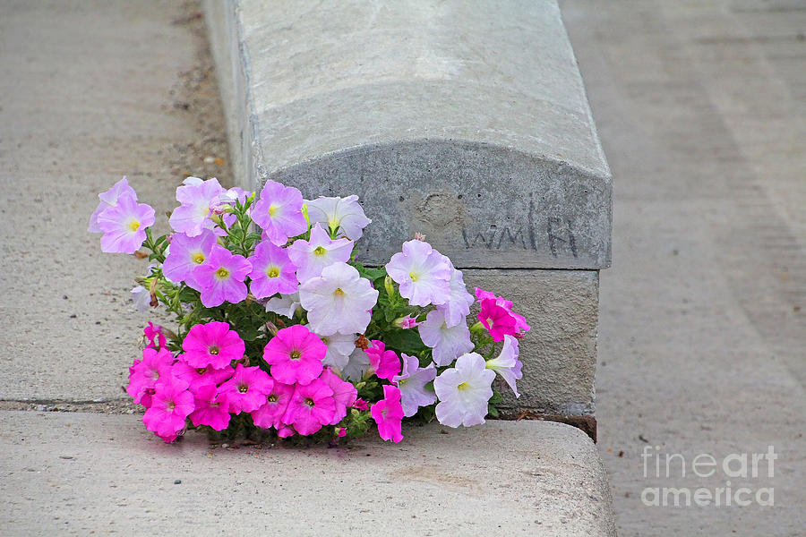 Determined Flowers on Street Curb  3288 Photograph by Jack Schultz