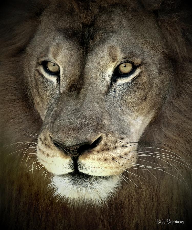 Determined Lion Photograph by Bill Stephens