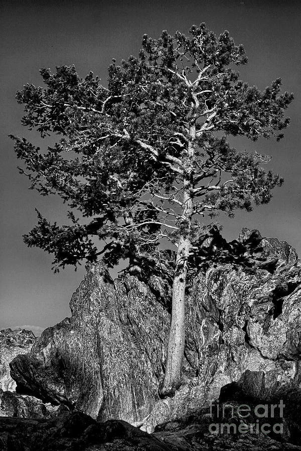 Determined, Monochrome by Sam Stanton Determined, Monochrome by Sam Stanton