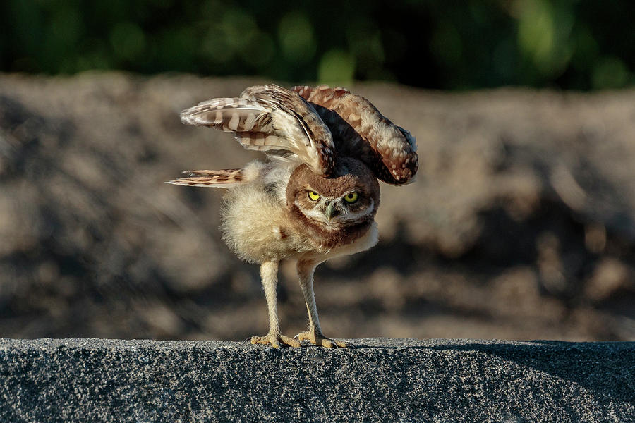 Owl Photograph - Determined To Fly by Wes and Dotty Weber