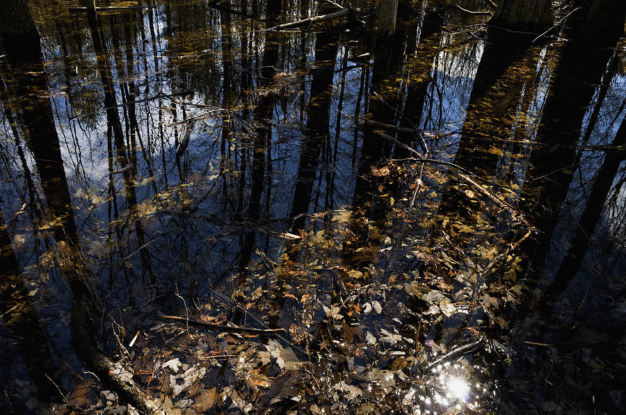 Detritus And Reflections On A Forest Pond Photograph by Mark Emmerson