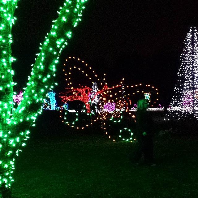 Detroit Zoo Christmas Time 2014 Light Photograph by Shay Miller