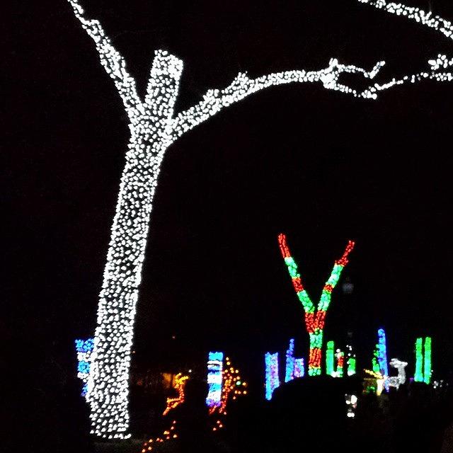 Detroit Zoo Christmas Time 2014 Photograph by Shay Miller