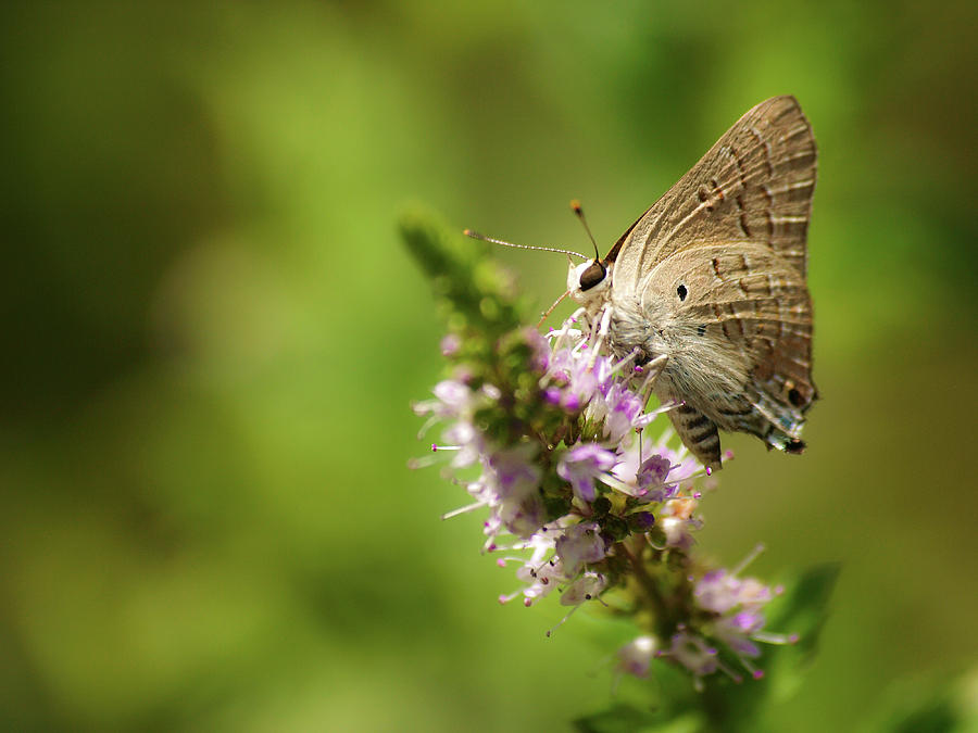 Butterfly Photograph - Deudorix livia by Meir Ezrachi