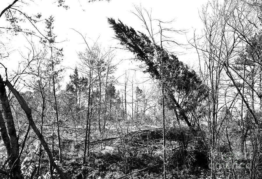 Tree Photograph - Devastation by Fred Lassmann