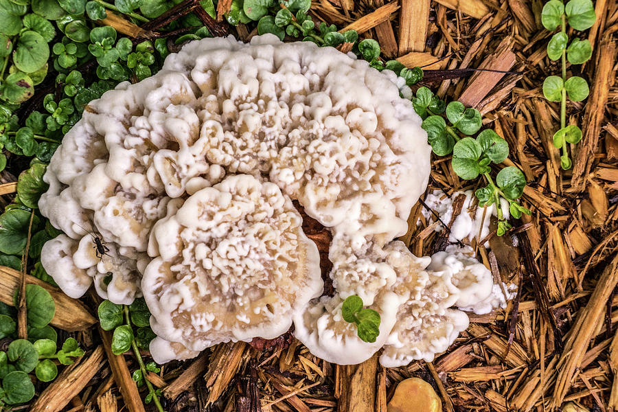 Developing Cauliflower Mushroom Possibly Sparassis Photograph by Douglas Barnett