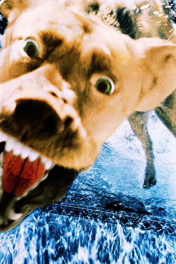 Devil Dog Underwater Photograph by Jill Reger