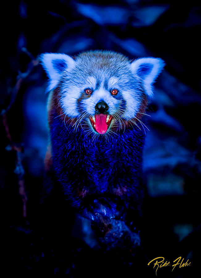 Devil Panda Photograph by Rikk Flohr