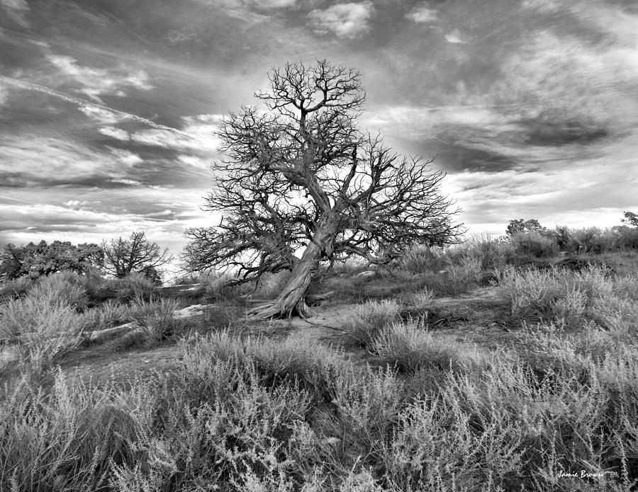 Devils Canyon Tree Photograph by Jamieson Brown